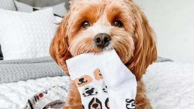 Illustration : "10 photos de chiens et de chats s'étant spécialisés dans le vol de chaussettes"