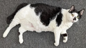 Illustration : "Un chat obèse ayant été maltraité toute sa vie cherche désormais une famille aimante qui prendra soin de sa santé"