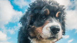 Illustration : "20 superbes photos qui suivent la croissance spectaculaire d'un chiot Bouvier Bernois"