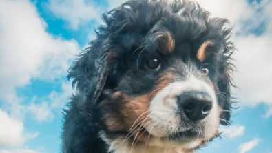 Illustration : 20 superbes photos qui suivent la croissance spectaculaire d'un chiot Bouvier Bernois