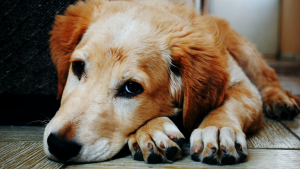 Illustration : "Une étude révèle si les chiens peuvent ressentir de la jalousie lorsque leur propriétaire en caresse un autre"