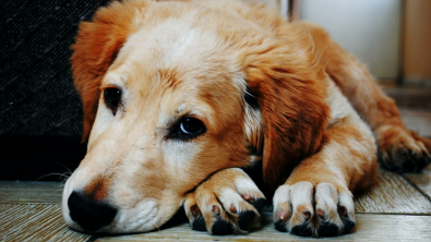 Illustration : "Une étude révèle si les chiens peuvent ressentir de la jalousie lorsque leur propriétaire en caresse un autre"