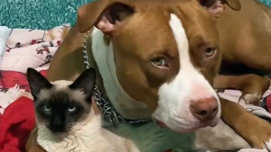 Illustration : "Une femme découvre le chat qu’elle a sauvé blottit contre son Pitbull, réputé pour détester les félins (vidéo)"