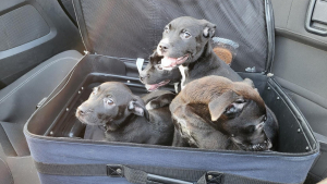 Illustration : "Un homme remarque une valise bouger toute seule, et découvre 4 chiots à l’intérieur"