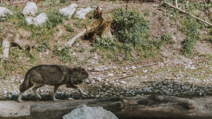 Illustration : "Les chiens descendraient d’au moins 2 populations de loups bien distinctes, selon une étude récente"