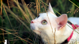 Illustration : "20 sublimes clichés d'un photographe amateur mettant en scène son chat d'un blanc éclatant"