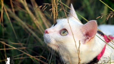 Illustration : "20 sublimes clichés d'un photographe amateur mettant en scène son chat d'un blanc éclatant"