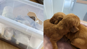 Illustration : "Une riveraine retrouve 5 chiens nouveau-nés dans une caisse en plastique sur le bord de la route"
