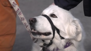 Illustration : "Une chienne se met au milieu de la route et interpelle une camionnette après que sa maîtresse ait fait une crise (vidéo)"