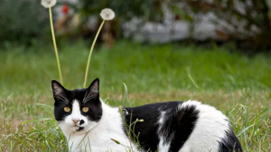 Illustration : "18 photos déroutantes et confirmant que les chats viennent d'une autre planète"