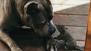 Illustration : "Au cours d’une balade, un Pitbull se lie d’amitié avec un écureuil très avenant"