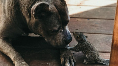 Illustration : Au cours d’une balade, un Pitbull se lie d’amitié avec un écureuil très avenant