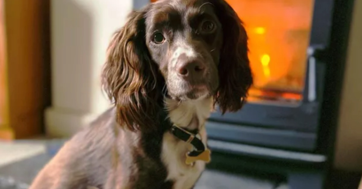 14 photos de chiens se prélassant auprès du doux feu de la cheminée