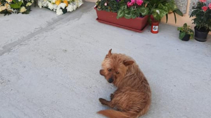 Illustration : "Un chien retrouve la tombe de son maître et parcours chaque jour plusieurs kilomètres pour s’y allonger"