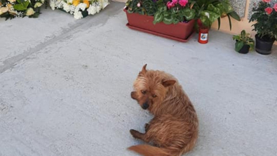 Illustration : Un chien retrouve la tombe de son maître et parcours chaque jour plusieurs kilomètres pour s’y allonger