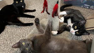 Illustration : "20 photos racontant l'histoire émouvante de 3 chatons passés de la rue à un foyer chaleureux"