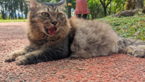 Illustration : "Cet ancien chat errant a une habitude adorable lorsqu'il se rend au parc avec son propriétaire "