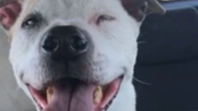 Illustration : En route vers sa nouvelle maison, ce chien abandonné de 16 ans arbore un large sourire (vidéo)