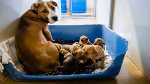 Illustration : "Le sauvetage in extremis d'une chienne Boxer et de ses 7 chiots grâce à un voisin vigilant"