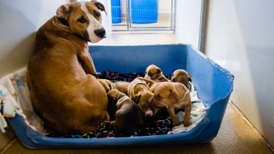 Illustration : Le sauvetage in extremis d'une chienne Boxer et de ses 7 chiots grâce à un voisin vigilant