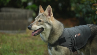 Illustration : ThunderShirt, des gilets relaxants pour rassurer et soulager les chiens dans les situations stressantes