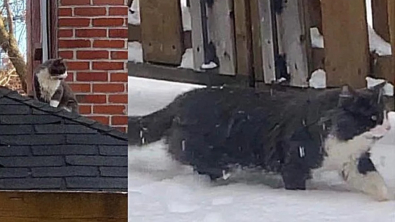 Illustration : Après avoir déjoué tous les pièges pendant 2 ans, ce chat errant réclame finalement de l'aide face au froid hivernal