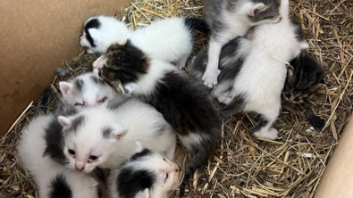 Illustration : Le sauvetage in extremis de 11 chatons abandonnés dans un carton au bord d'une route