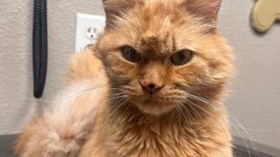 Illustration : Une femme cherche un foyer pour un chat de 16 ans, emmené chez le vétérinaire pour être euthanasié