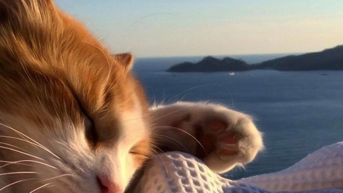 https://www.pets-dating.com/assets/img/001/946/1200x675/20-portraits-sublimes-de-grisu-chat-photogenique-a-souhait-et-adepte-de-la-dolce-vita.jpg