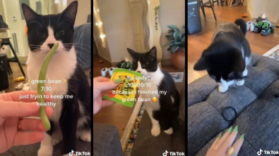 Illustration : Le quotidien amusant d'une propriétaire comblée par les attentions étonnantes de son chat Coconut (vidéo)