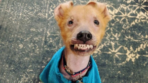 Illustration : "Chupey, le chien au sourire permanent malgré ses problèmes de santé"