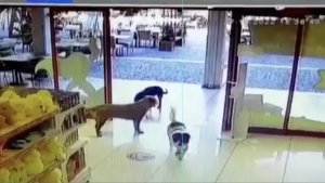 Illustration : "Cambriolage insolite : des chiens s'unissent pour dérober un jouet en forme de chien (vidéo)"