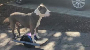 Illustration : "Un nouveau départ pour Greyson : quand un chien errant devient roi des rues en skateboard électrique (vidéo)"