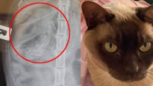 Illustration : "Des vétérinaires opèrent un chat et découvrent que ce qu'ils croyaient être une tumeur était une tout autre chose"