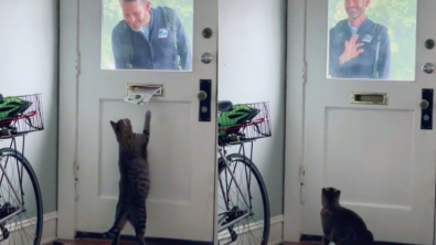 Illustration : Chaque matin, ce chat amical s’amuse avec son facteur préféré (vidéo)