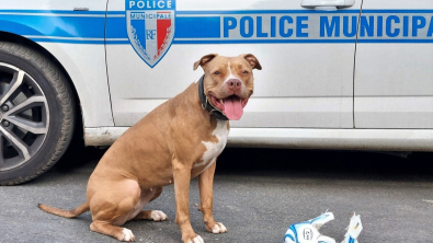 Illustration : De victime à héroïne : cette chienne maltraitée par un dealer devient détectrice de drogues pour la police
