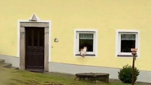 Illustration : "Ce chat refuse de faire son deuil et perpétue sa routine avec son maître bien-aimé, même après sa mort (vidéo)"