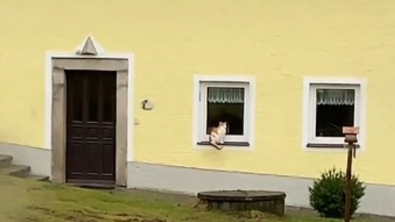 Illustration : Ce chat refuse de faire son deuil et perpétue sa routine avec son maître bien-aimé, même après sa mort (vidéo)