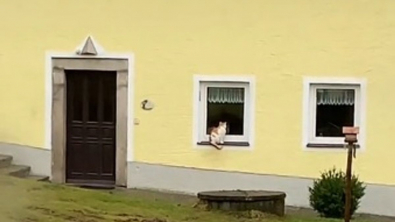 Illustration : "Ce chat refuse de faire son deuil et perpétue sa routine avec son maître bien-aimé, même après sa mort (vidéo)"