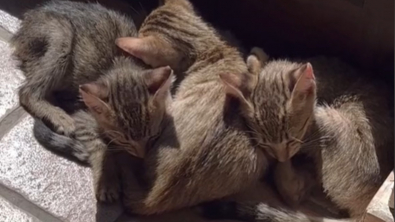 Illustration : Un couple de vacanciers trouve 3 chatons en Italie et appelle à l’aide pour les rapatrier vers le Canada