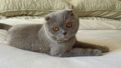 Illustration : Milla, un chat qui n’avait plus que quelques mois à vivre, a déjoué tous les pronostics
