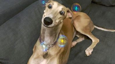 Illustration : 16 photos drôles et touchantes d'animaux surpris en pleine folie