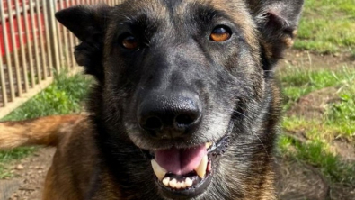 Illustration : Le parcours émouvant de Tina, chienne maltraitée sauvée et réhabilitée par des agents de police dévoués