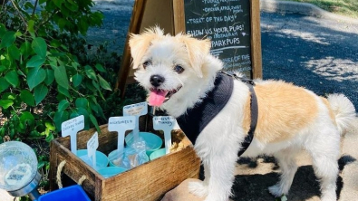 Illustration : Une femme fait le bonheur des chiens en ouvrant un café original, où friandises et eau fraîche sont à disposition