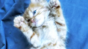 Illustration : "17 photos de chats qui nous épatent avec leurs talents de danseurs"
