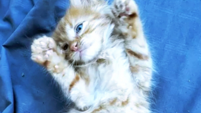 Illustration : 17 photos de chats qui nous épatent avec leurs talents de danseurs
