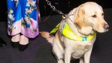 Illustration : Le retour émouvant d'une Labrador auprès de sa propriétaire aveugle suite à une longue convalescence