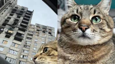 Illustration : Stepan, le chat star des réseaux sociaux, vient en aide aux animaux ukrainiens touchés par la guerre