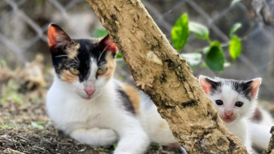 Illustration : Une chatte errante offre une belle preuve de confiance à celle qui la nourrit chaque jour (vidéo)