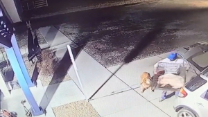 Illustration : "Des caméras de vidéosurveillance capturent un individu en train d’abandonner un chien et un cochon (vidéo)"
